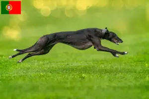 Read more about the article Criadores de galgos e cachorros em Portugal