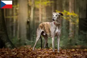 Read more about the article Criadores de galgos e cachorros na República Checa
