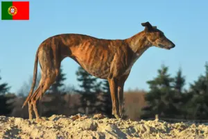 Read more about the article Galgo Espanol criadores e cachorros em Portugal
