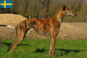 Read more about the article Galgo Espanol criadores e cachorros na Suécia