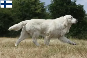 Read more about the article Criadores de Golden Retriever e cachorros na Finlândia