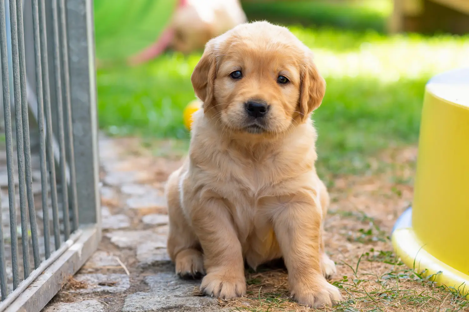 Comprar um cachorro Golden Retriever significa assumir responsabilidades! Comprar cachorros Golden Retriever.