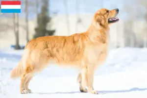 Read more about the article Golden Retriever criadores e cachorros no Luxemburgo