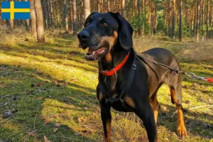 Read more about the article Criadores de Gończy Polski e cachorros na Suécia