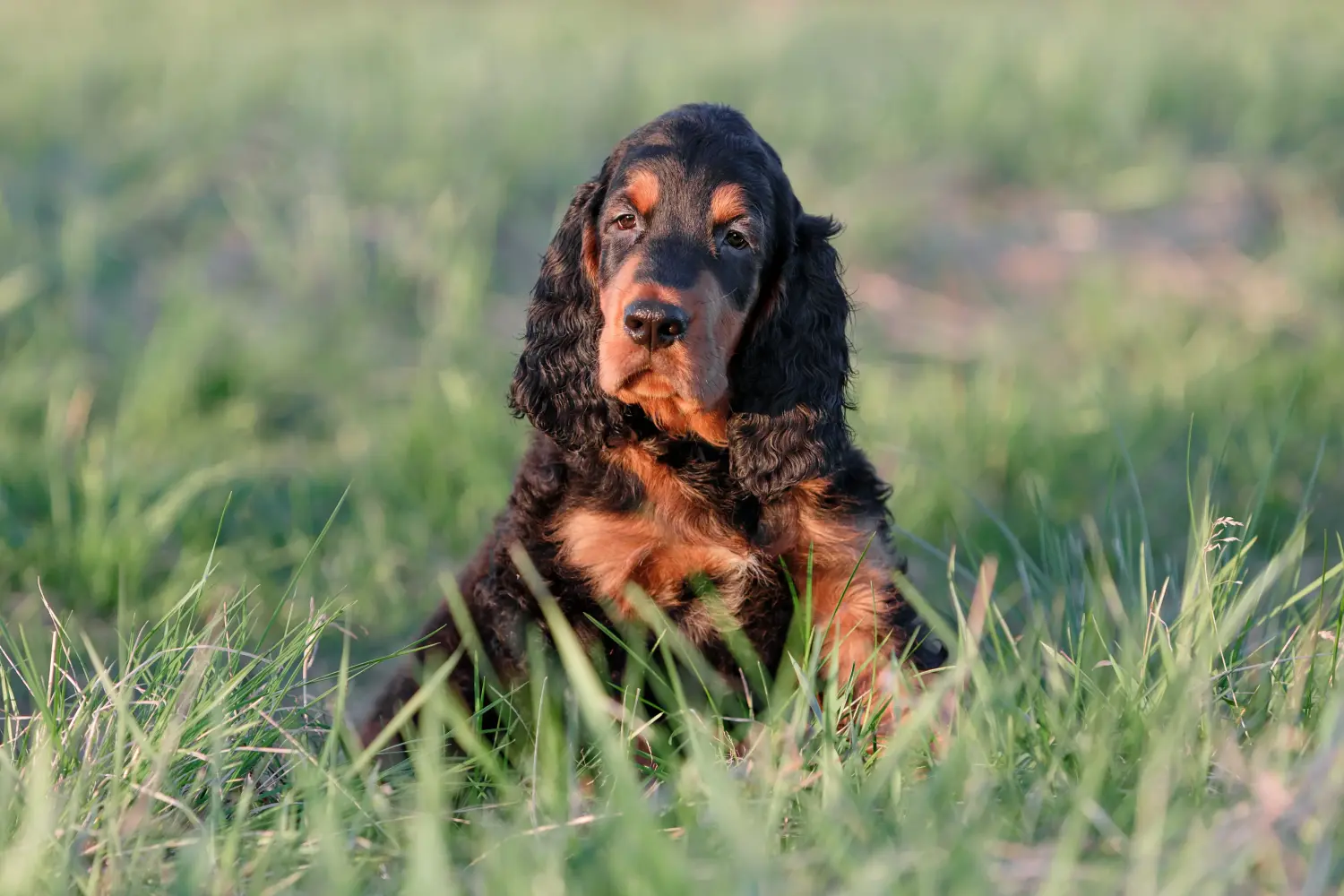 Comprar um cachorro Gordon Setter significa assumir responsabilidades! Comprar cachorros Gordon Setter.