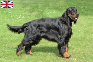 Read more about the article Criadores de Gordon Setter e cachorros na Grã-Bretanha