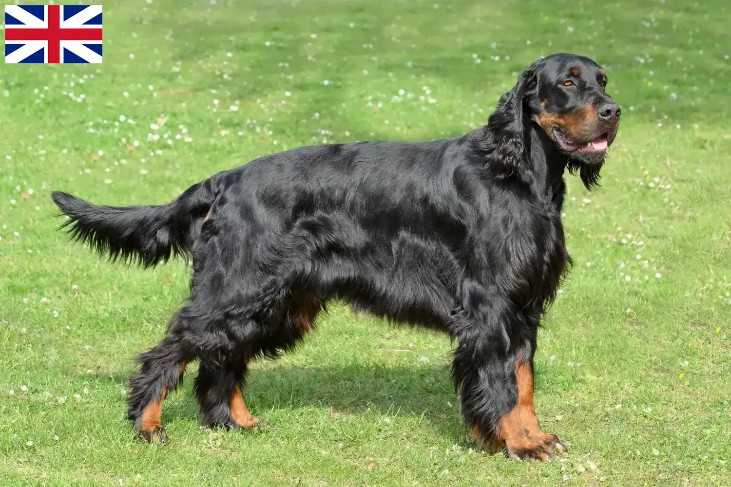 Gordon Setter cachorros e criadores Grã-Bretanha Aqui pode encontrar criadores de Gordon Setter na Grã-Bretanha.