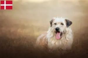 Read more about the article Gos d’Atura Catalá criadores e cachorros na Dinamarca