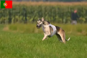 Read more about the article Quadro de criadores de Polski e cachorros em Portugal