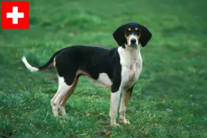 Read more about the article Criadores de Grand Anglo-Français e cachorros na Suíça