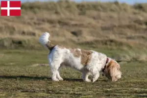 Read more about the article Criadores de Grand Basset Griffon Vendéen e cachorros na Dinamarca