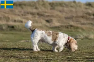 Read more about the article Criadores e cachorros de Grand Basset Griffon Vendéen na Suécia