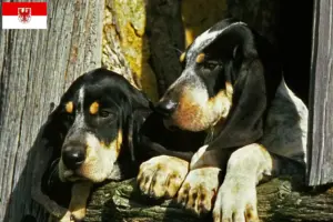 Read more about the article Grand Bleu de Gascogne criadores e cachorros em Brandenburg