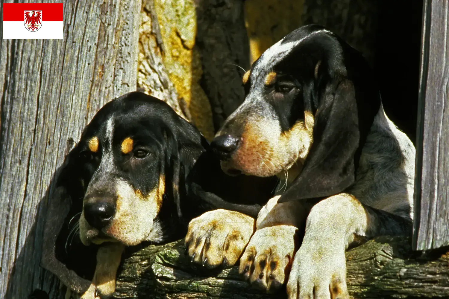 Grand Bleu de Gascogne cachorros e criadores Brandenburg Aqui encontra criadores de Grand Bleu de Gascognes em Brandenburg.