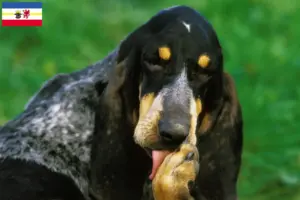 Read more about the article Criadores de Grand Bleu de Gascogne e cachorros em Mecklenburg-Vorpommern