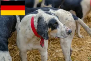 Read more about the article Grand Bleu de Gascogne criadores e cachorros na Alemanha