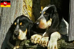 Read more about the article Criadores de Grand Bleu de Gascogne e cachorros na Baixa Saxónia