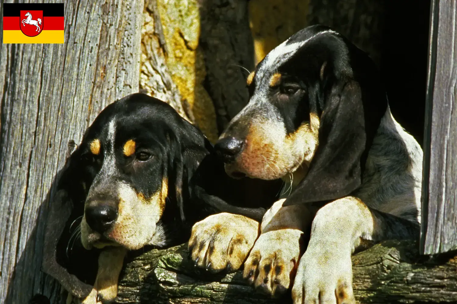 Grand Bleu de Gascogne cachorros e criadores Baixa Saxónia Aqui encontra os criadores de Grand Bleu de Gascognes na Baixa Saxónia.