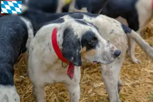 Read more about the article Grand Bleu de Gascogne criadores e cachorros na Baviera