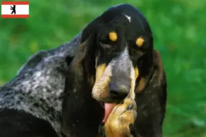 Read more about the article Grand Bleu de Gascogne criadores e cachorros em Berlim