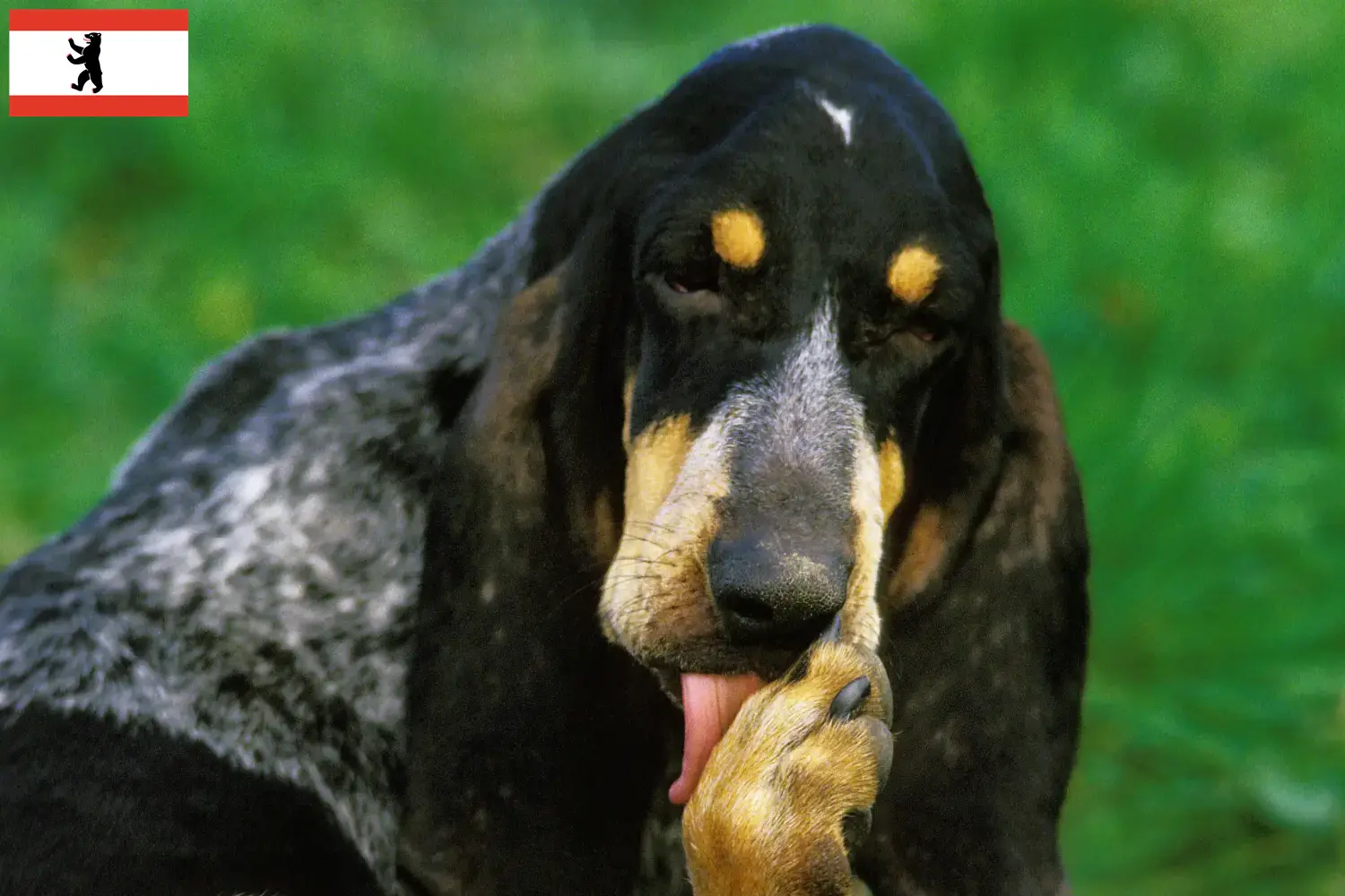 Grand Bleu de Gascogne cachorros e criadores Berlim Encontre aqui criadores de Grand Bleu de Gascognes em Berlim.