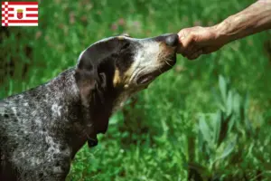 Read more about the article Grand Bleu de Gascogne criadores e cachorros em Bremen