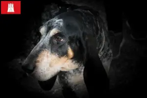 Read more about the article Grand Bleu de Gascogne criadores e cachorros em Hamburgo