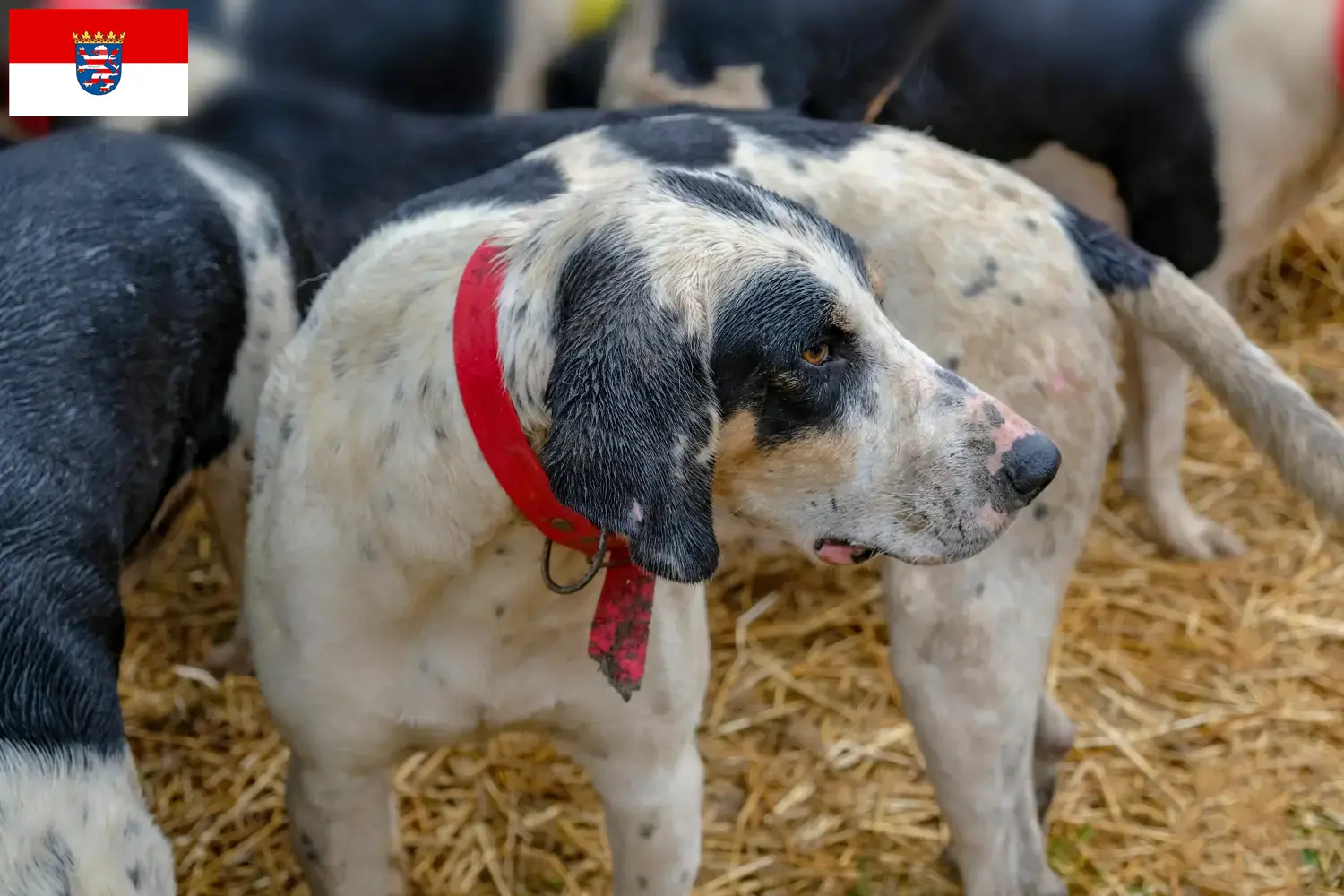 Grand Bleu de Gascogne cachorros e criadores Hessen Aqui encontra criadores de Grand Bleu de Gascognes em Hessen.