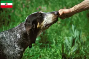Read more about the article Grand Bleu de Gascogne criadores e cachorros na Renânia do Norte-Vestefália
