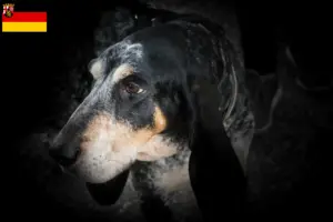 Read more about the article Grand Bleu de Gascogne criadores e cachorros na Renânia-Palatinado