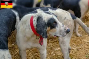 Read more about the article Grand Bleu de Gascogne criadores e cachorros em Sarre
