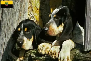 Read more about the article Criadores de Grand Bleu de Gascogne e cachorros na Saxónia-Anhalt