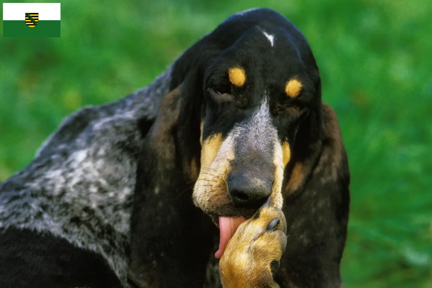 Grand Bleu de Gascogne cachorros e criadores Saxónia Aqui encontra criadores de Grand Bleu de Gascognes na Saxónia.