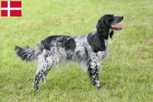 Read more about the article Grande criador de Münsterländer e cachorros na Dinamarca