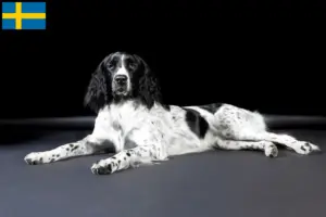 Read more about the article Grande criador de Münsterländer e cachorros na Suécia