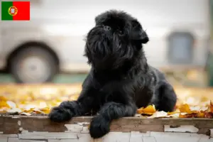 Read more about the article Criador de Griffon Anão Belga e cachorros em Portugal