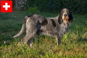 Read more about the article Criadores de Griffon Bleu de Gascogne e cachorros na Suíça