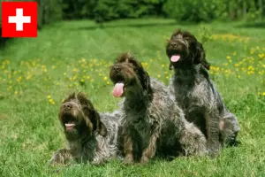 Read more about the article Griffon d’arrêt à poil dur Criadores e cachorros na Suíça