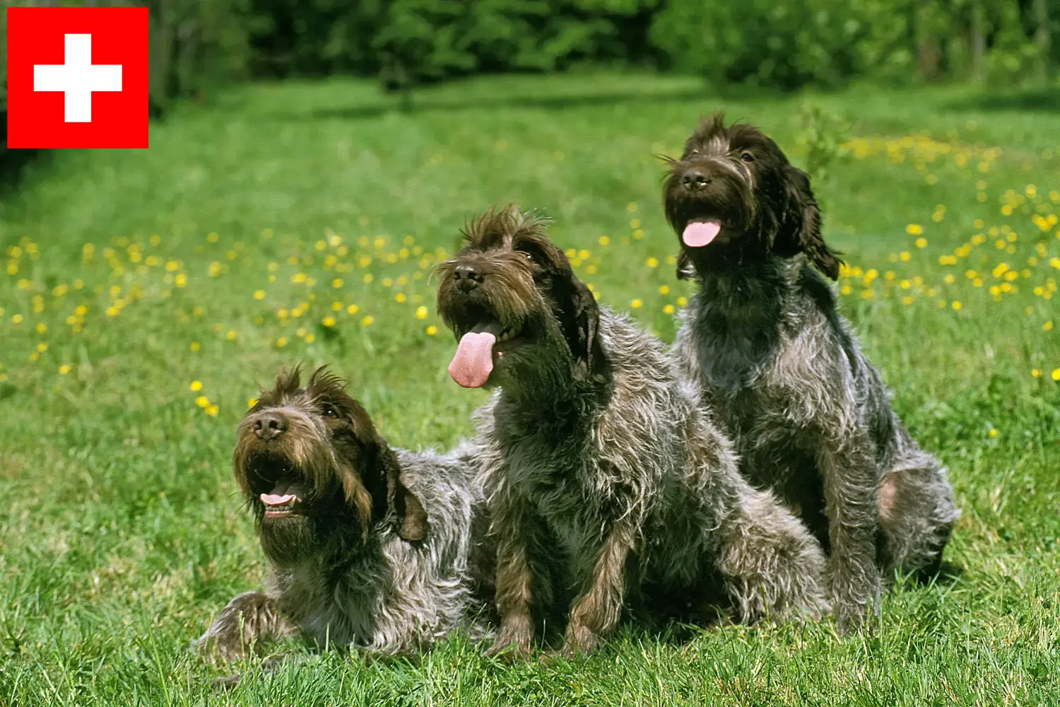 Read more about the article Griffon d’arrêt à poil dur Criadores e cachorros na Suíça