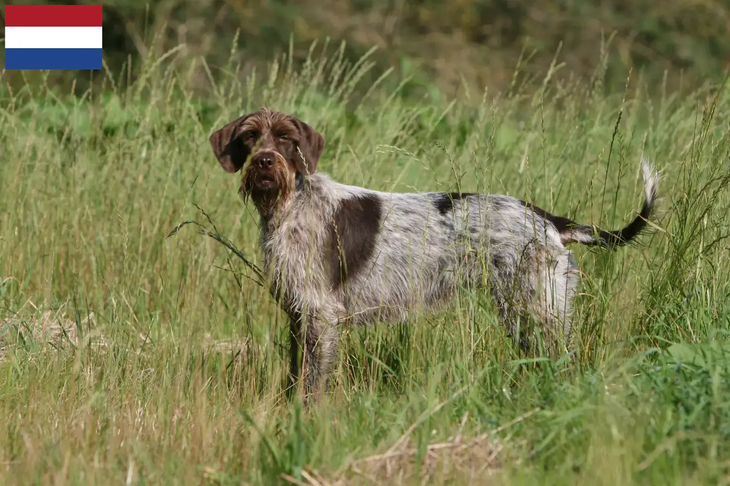 Read more about the article Griffon d’arrêt à poil dur Criadores e cachorros nos Países Baixos