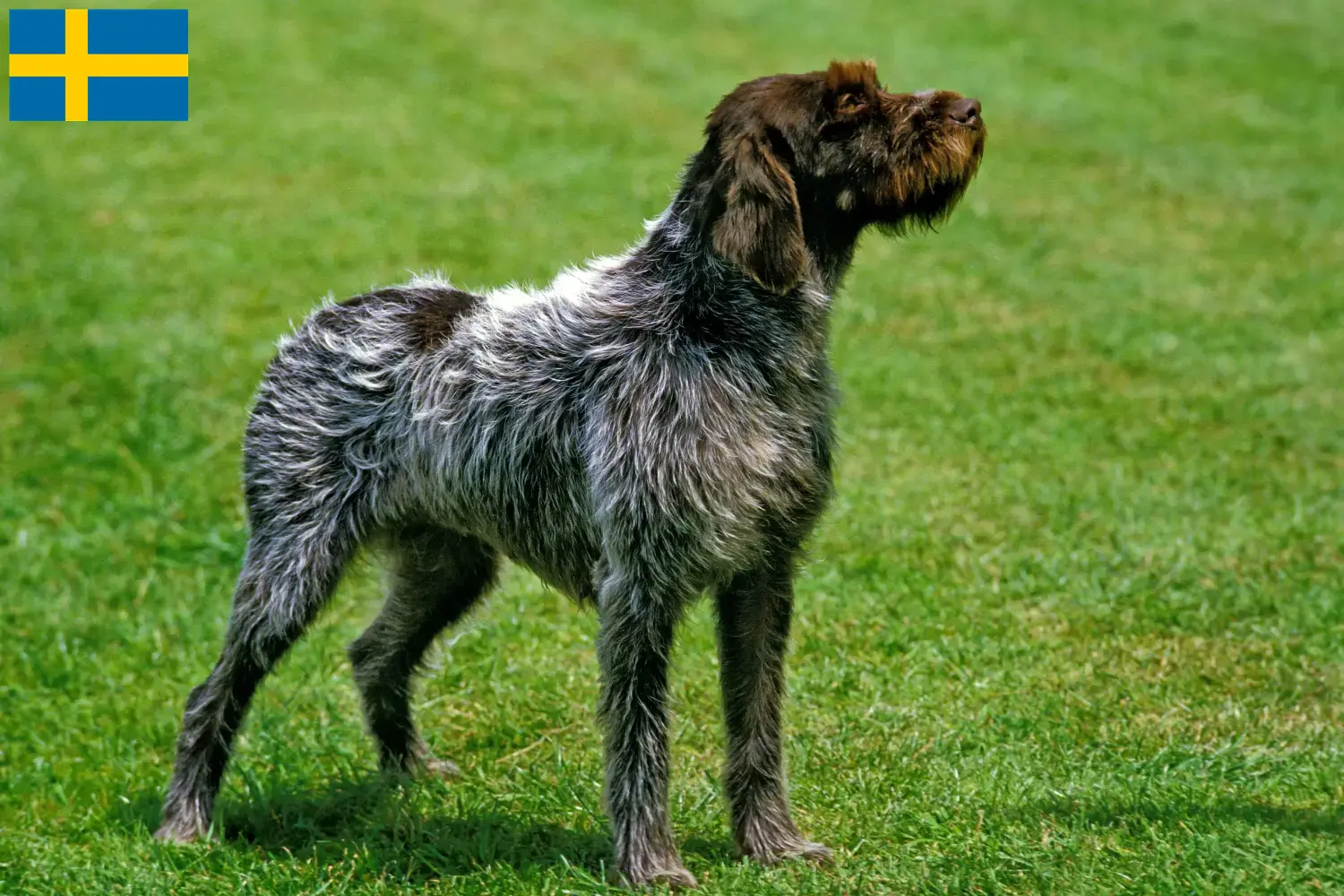 Read more about the article Griffon d’arrêt à poil dur Criador e cachorros na Suécia
