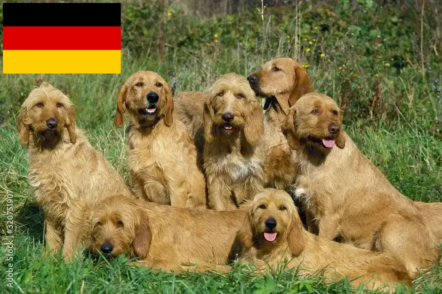 Read more about the article Griffon Fauve de Bretagne criadores e cachorros na Alemanha