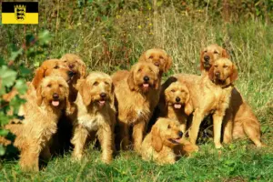 Read more about the article Griffon Fauve de Bretagne criadores e cachorros em Baden-Württemberg