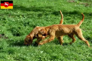 Read more about the article Criadores de Griffon Fauve de Bretagne e cachorros na Baixa Saxónia