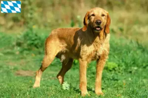 Read more about the article Griffon Fauve de Bretagne criadores e cachorros na Baviera