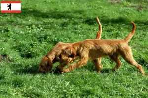 Read more about the article Griffon Fauve de Bretagne criadores e cachorros em Berlim