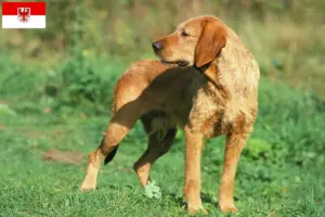 Read more about the article Griffon Fauve de Bretagne criadores e cachorros em Brandenburg