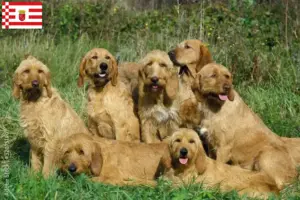 Read more about the article Griffon Fauve de Bretagne criadores e cachorros em Bremen
