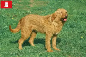 Read more about the article Griffon Fauve de Bretagne criadores e cachorros em Hamburgo