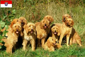Read more about the article Criadores de Griffon Fauve de Bretagne e cachorros em Hesse